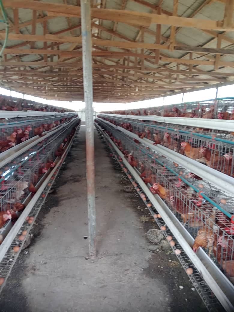 A layer house with birds in tiered cages either side of the walkway